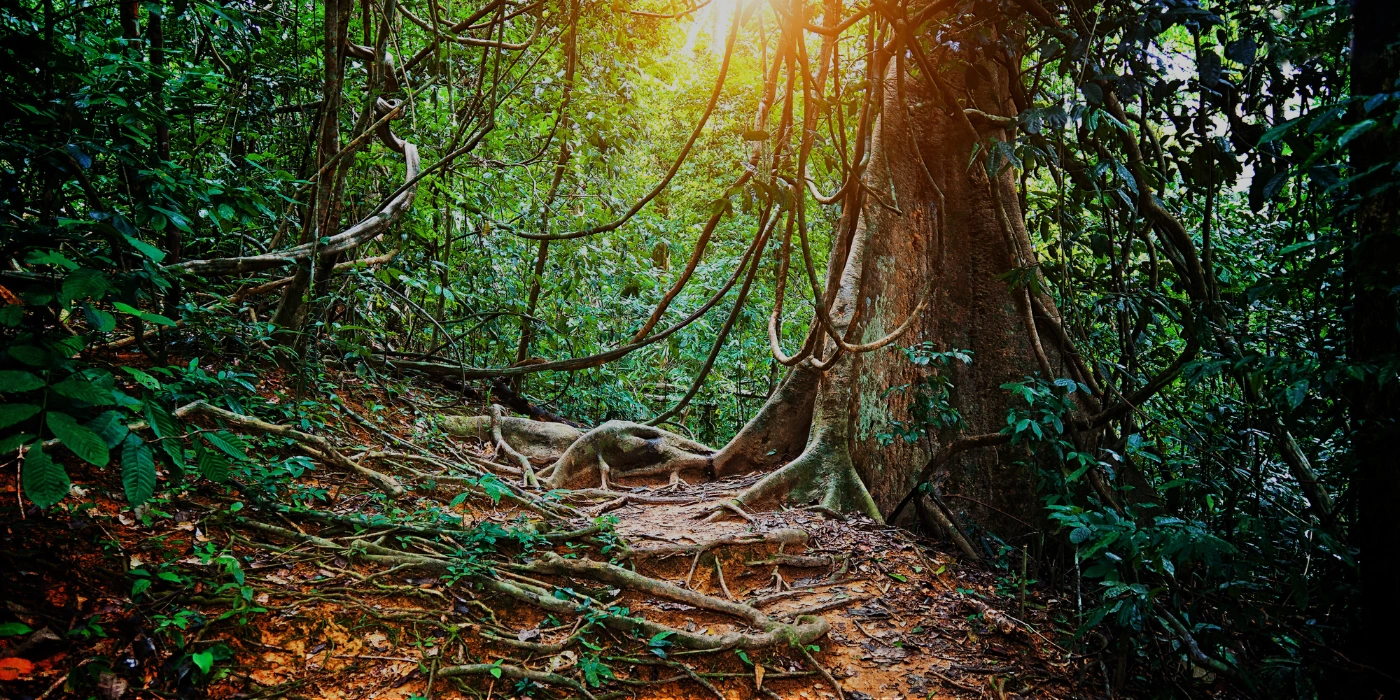 sunset light iluminating and filtering through the tabin forest.