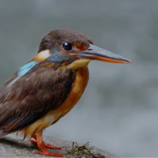 Blue-banded Kingfisher perched near a stream in Tabin Wildlife Reserve, displaying its vivid blue and orange plumage- 4d3n tabin wildlife safari
