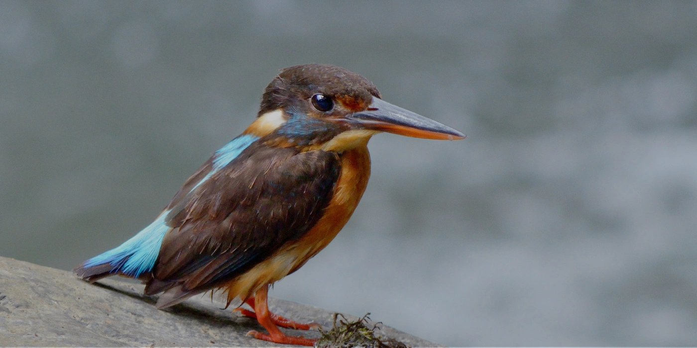 Blue-banded Kingfisher perched near a stream in Tabin Wildlife Reserve, displaying its vivid blue and orange plumage