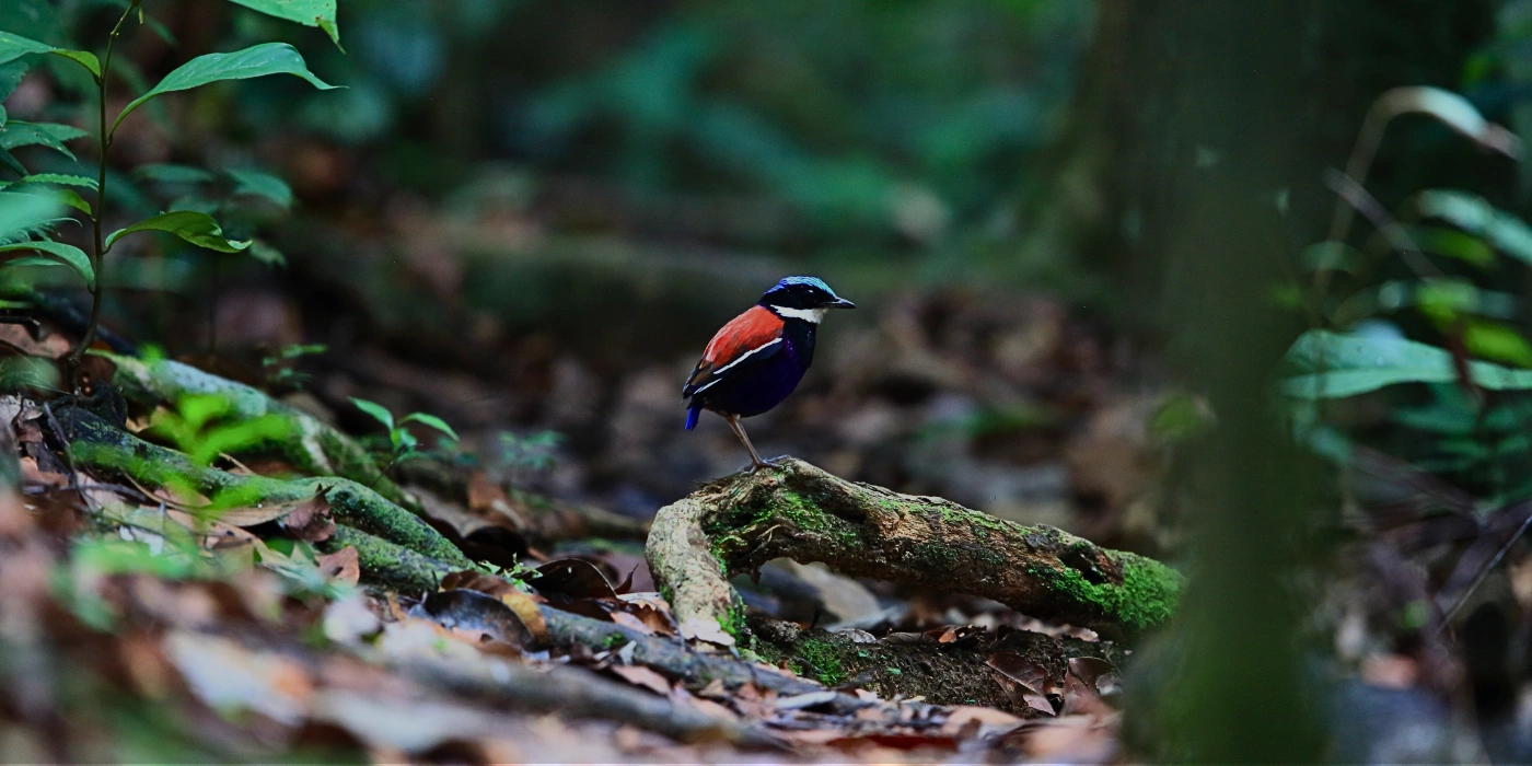 Blue-headed Pitta with vibrant blue and orange plumage seen in Tabin’s rainforest undergrowth