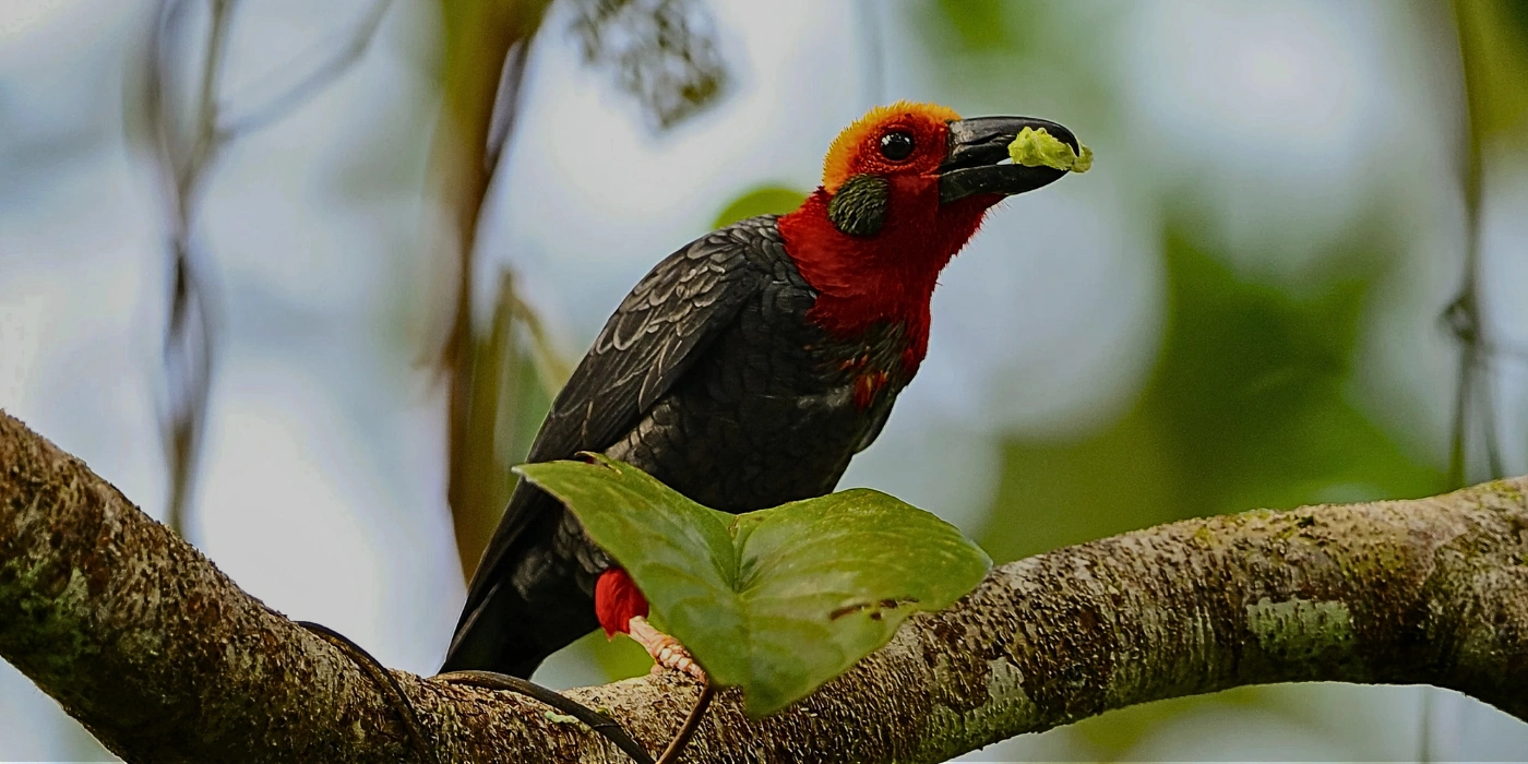 Rare Bornean Bristlehead perched on a tree branch in Tabin rainforest, Sabah