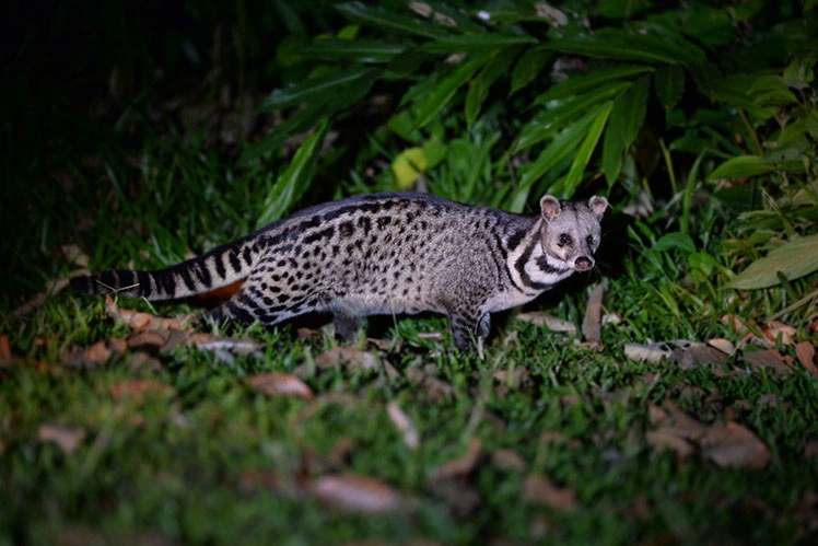 Civet walking across the forest floor at night in the rainforest of Danum Valley, Sabah