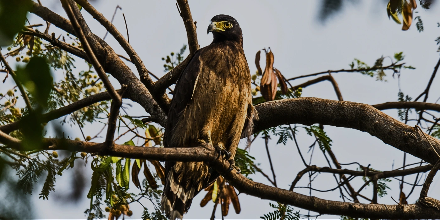 A Crested Serpent Eagle perched on a tree branch, spotted during a river tour in Taman Negara