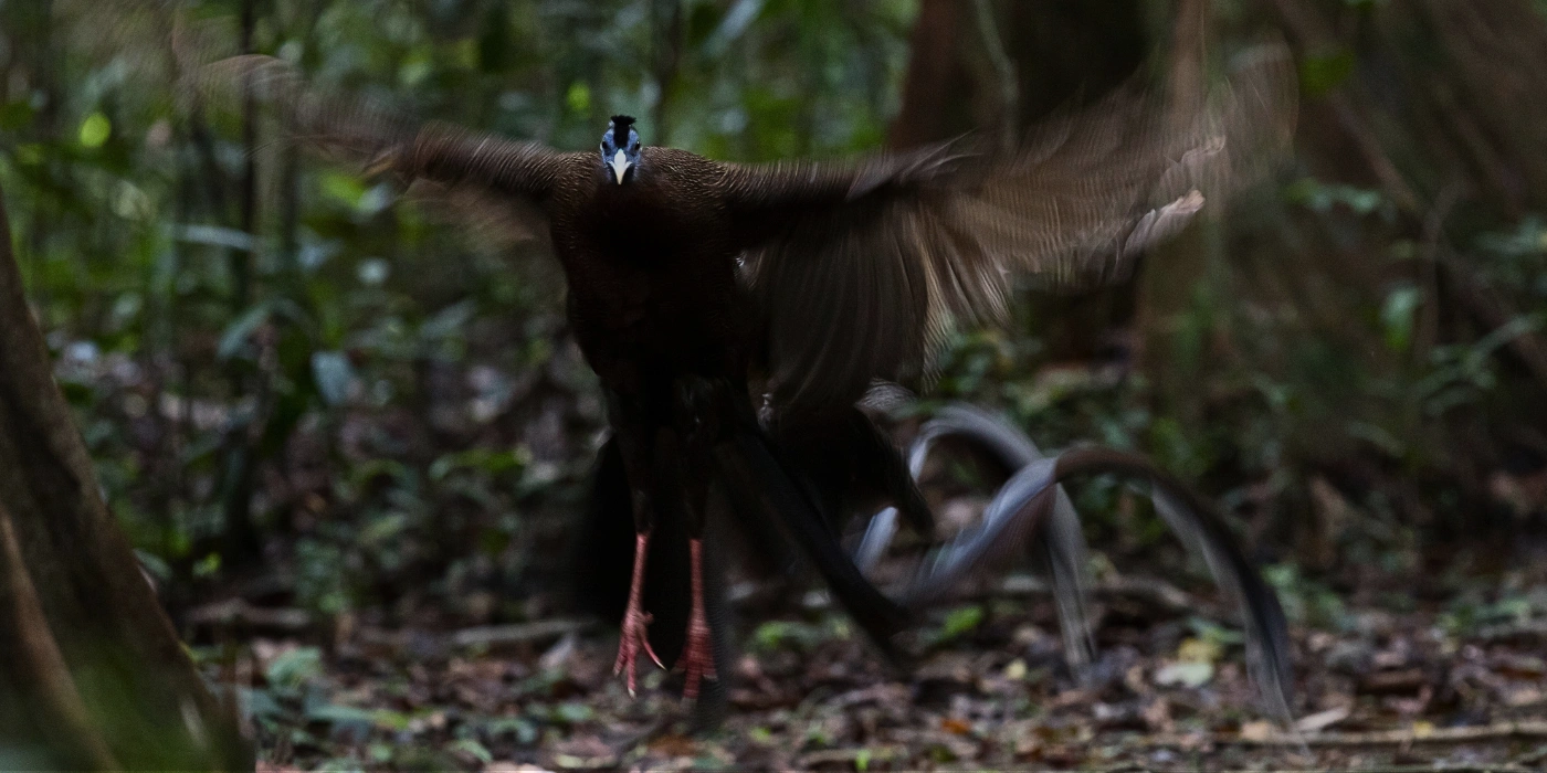 Great Argus Pheasant with extended wings and long tail feathers attempting to fly in the rainforest of Tabin
