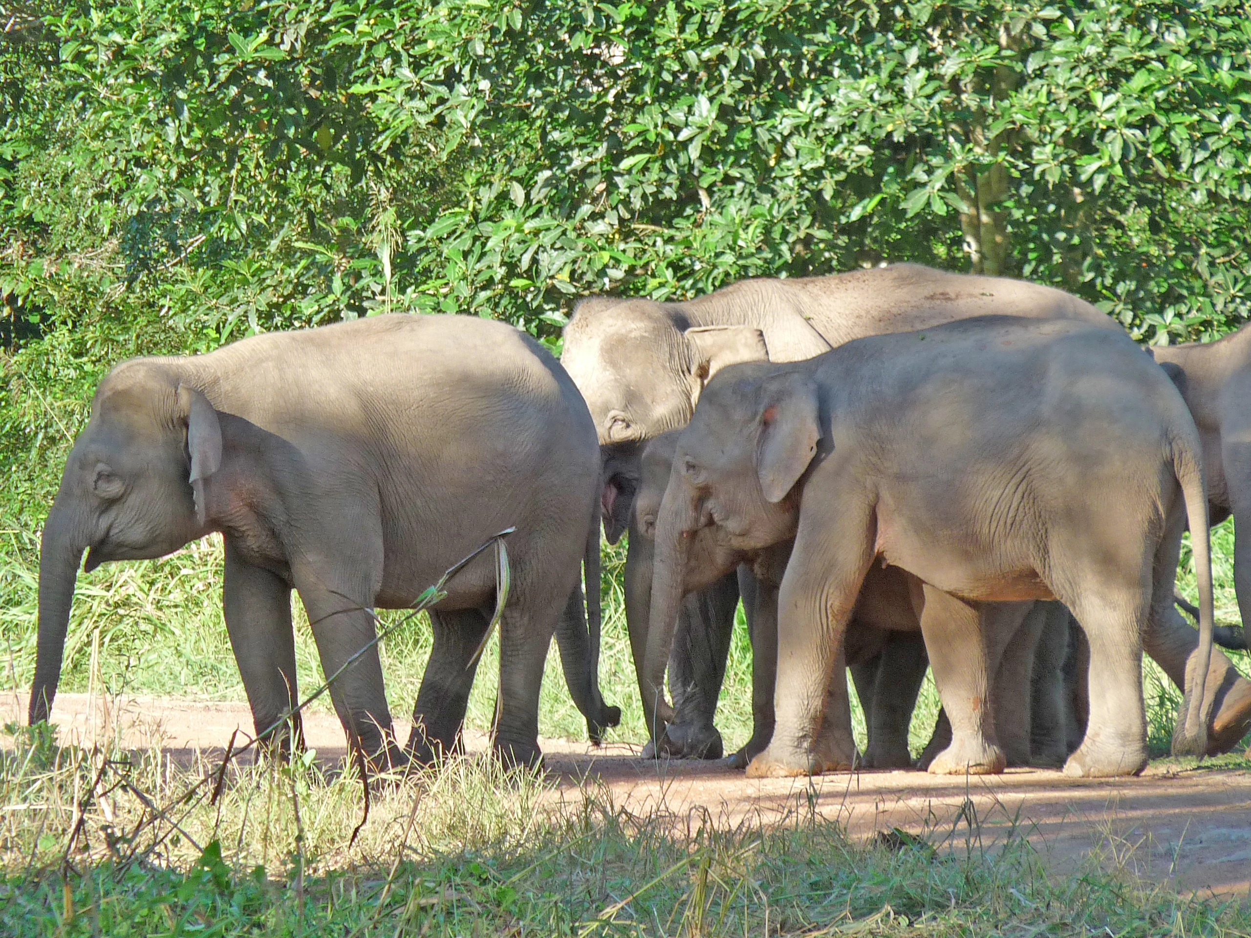Herds of Bornean pygmy elephants in the wild at Tabin Wildlife Reserve