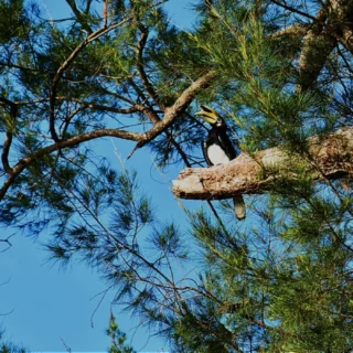 Rhinoceros Hornbill with its striking casque perched high in the rainforest canopy of Tabin- 4d3n tabin birding tour
