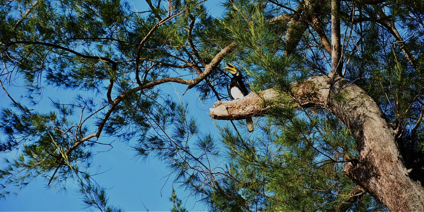Rhinoceros Hornbill with its striking casque perched high in the rainforest canopy of Tabin