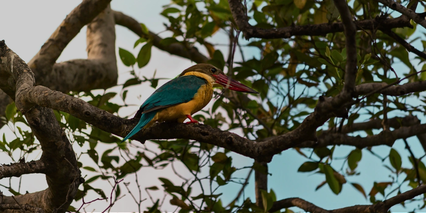 A Stork-billed Kingfisher perched near the riverbank, seen during a river cruise in Taman Negara
