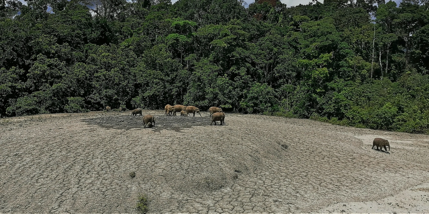 A family of pygmy elephants grazing and bathing in the mud near the Lipad mud volcano in Tabin Wildlife Reserve, Sabah- tabin mud volcano
