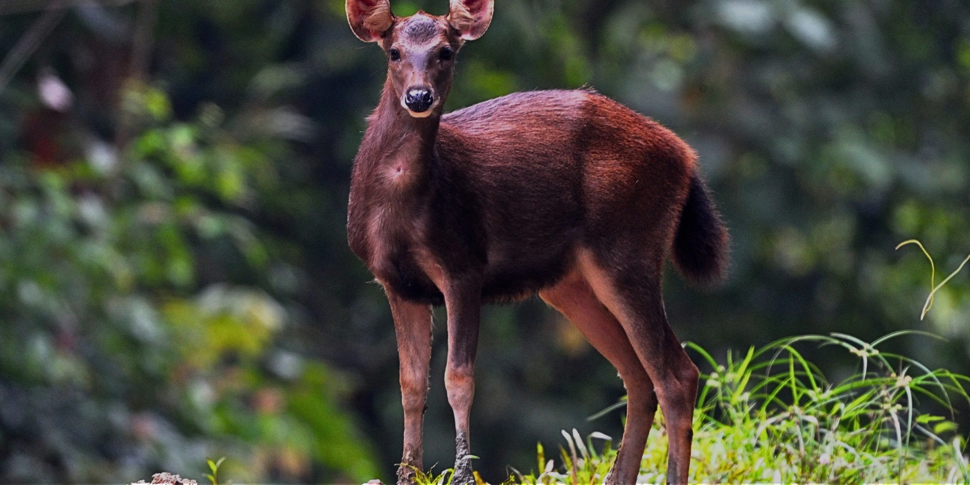 Barking deer standing alert on the forest floor in Tabin, surrounded by dense tropical vegetation