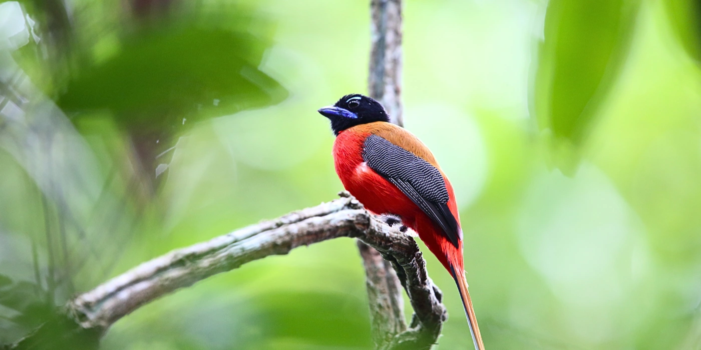 Colorful trogon perched on a rainforest branch in Tabin Wildlife Reserve, Sabah.