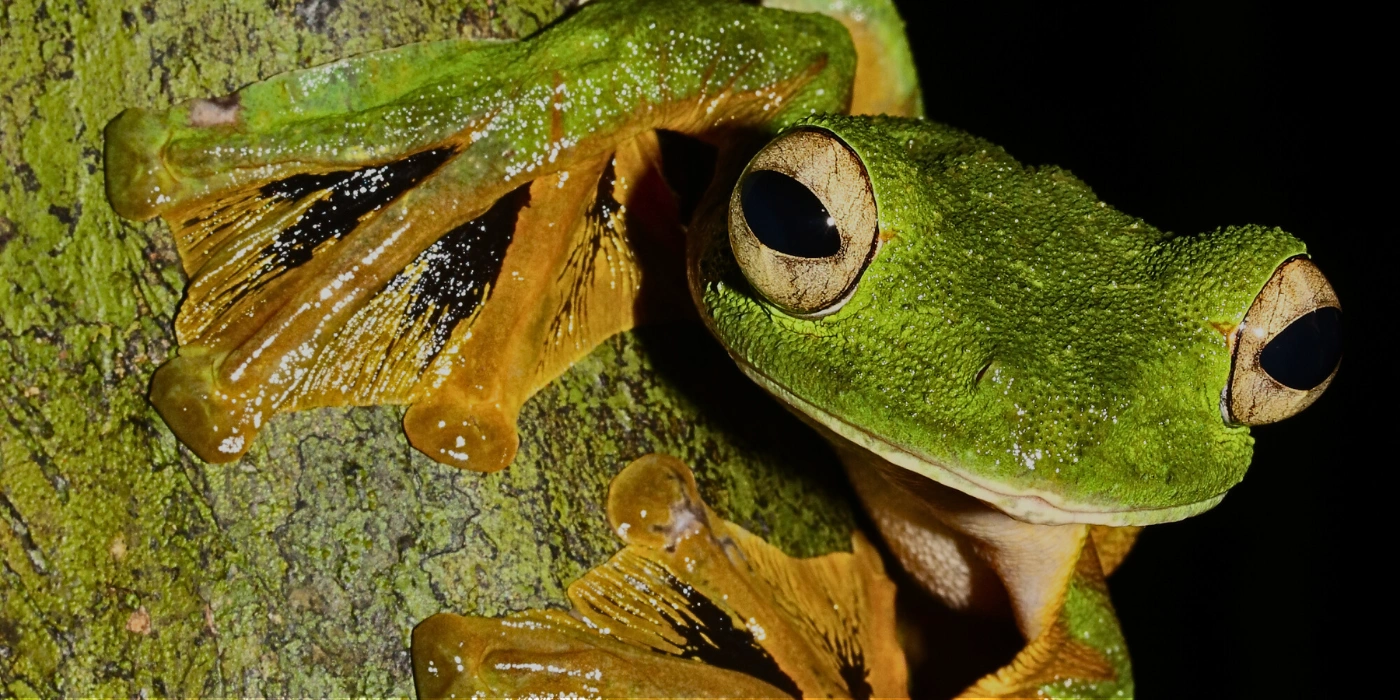 Wallace’s flying frog with webbed feet resting on a a tree trunk in the rainforest