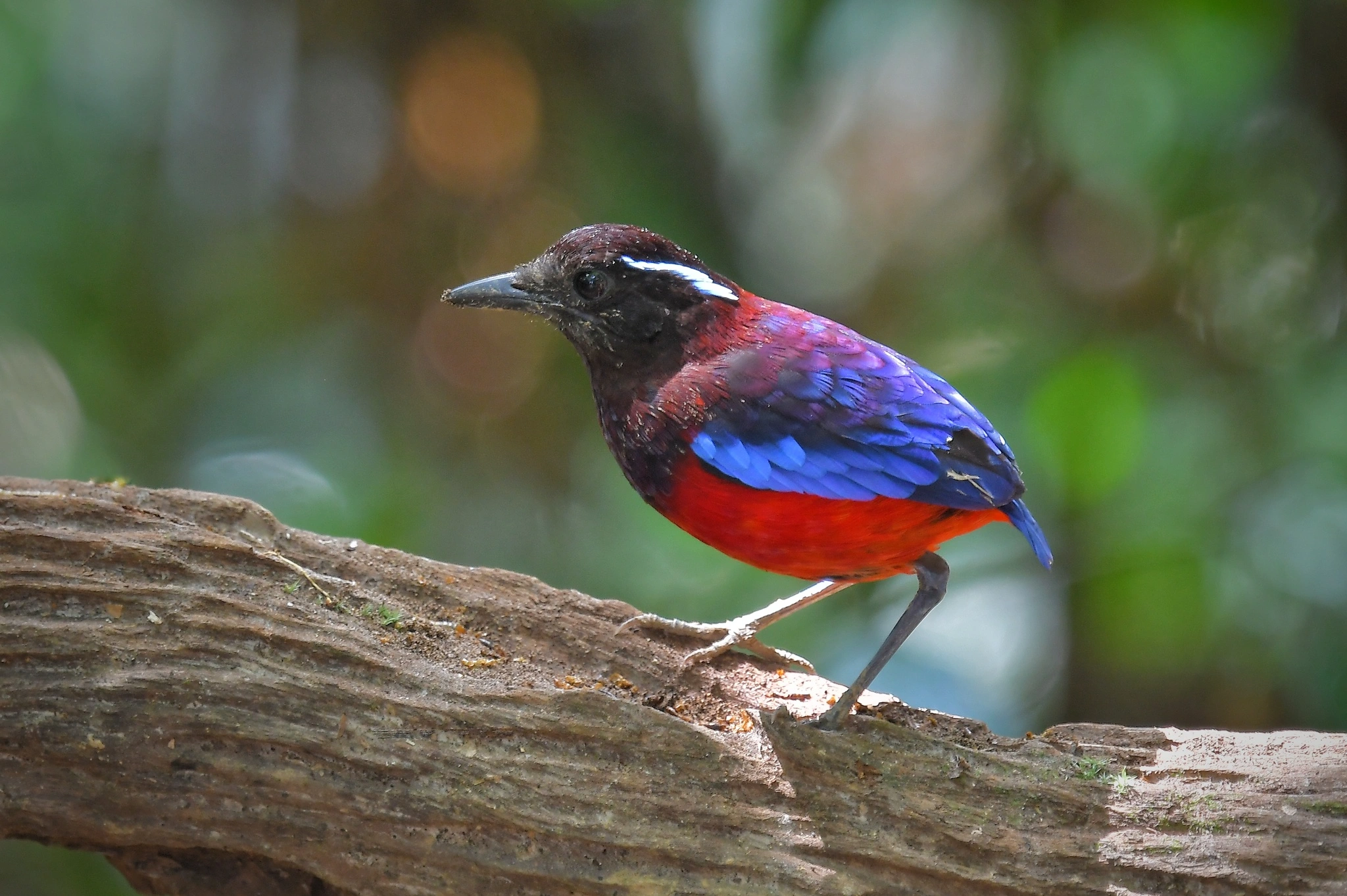 Vibrant Black-and-Crimson Pitta in Tabin Wildlife Reserve