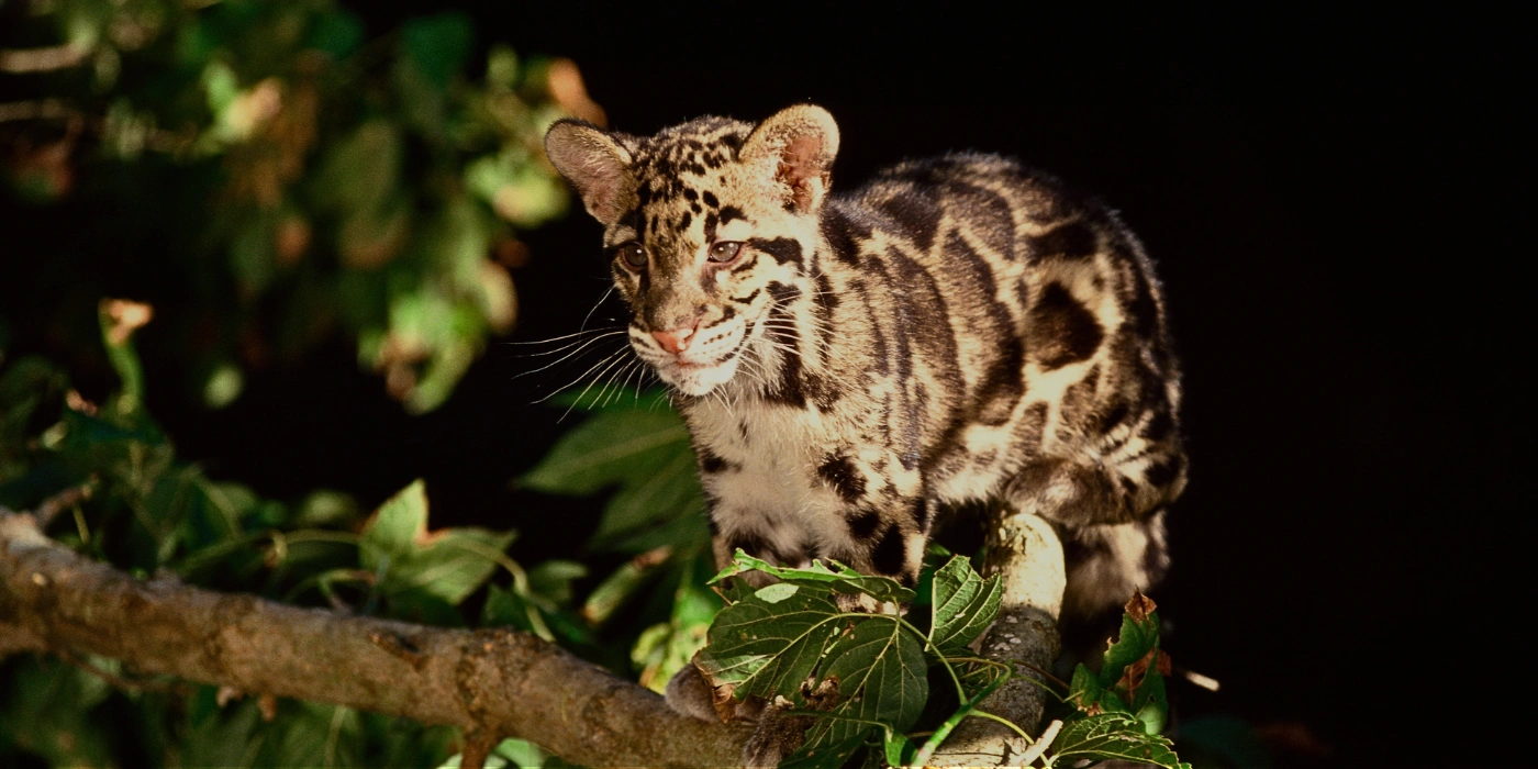 A rare clouded leopard seen in the dense jungle of Danum Valley Conservation Area, Sabah- danum valley or the kinabatangan river