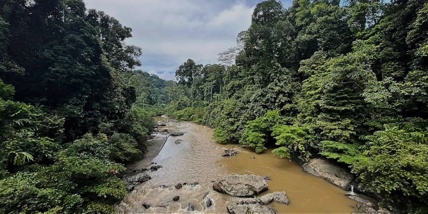 A scenic view of dense rainforest and a gently flowing river in Danum Valley Conservation Area, Sabah