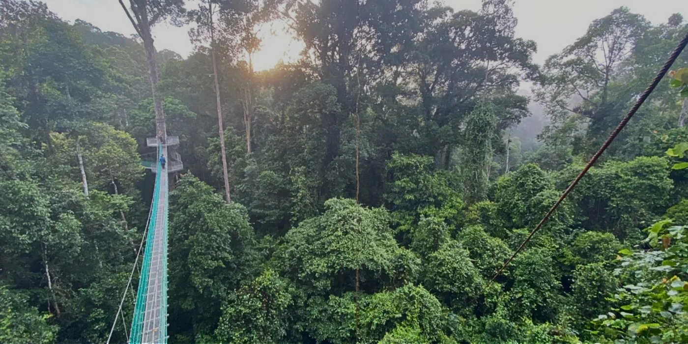Elevated canopy walkway in Danum Valley surrounded by treetops, offering views of the rainforest and insights into conservation
