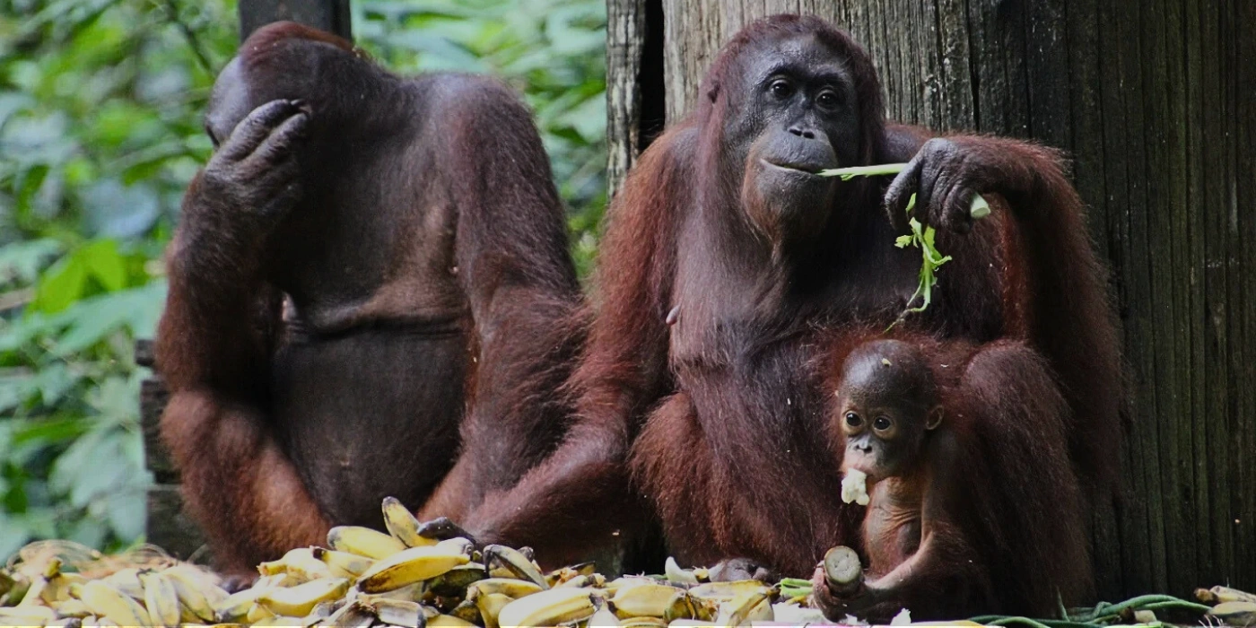 Orangutan feeding on a platform at Sepilok Orangutan Rehabilitation Centre during scheduled feeding time