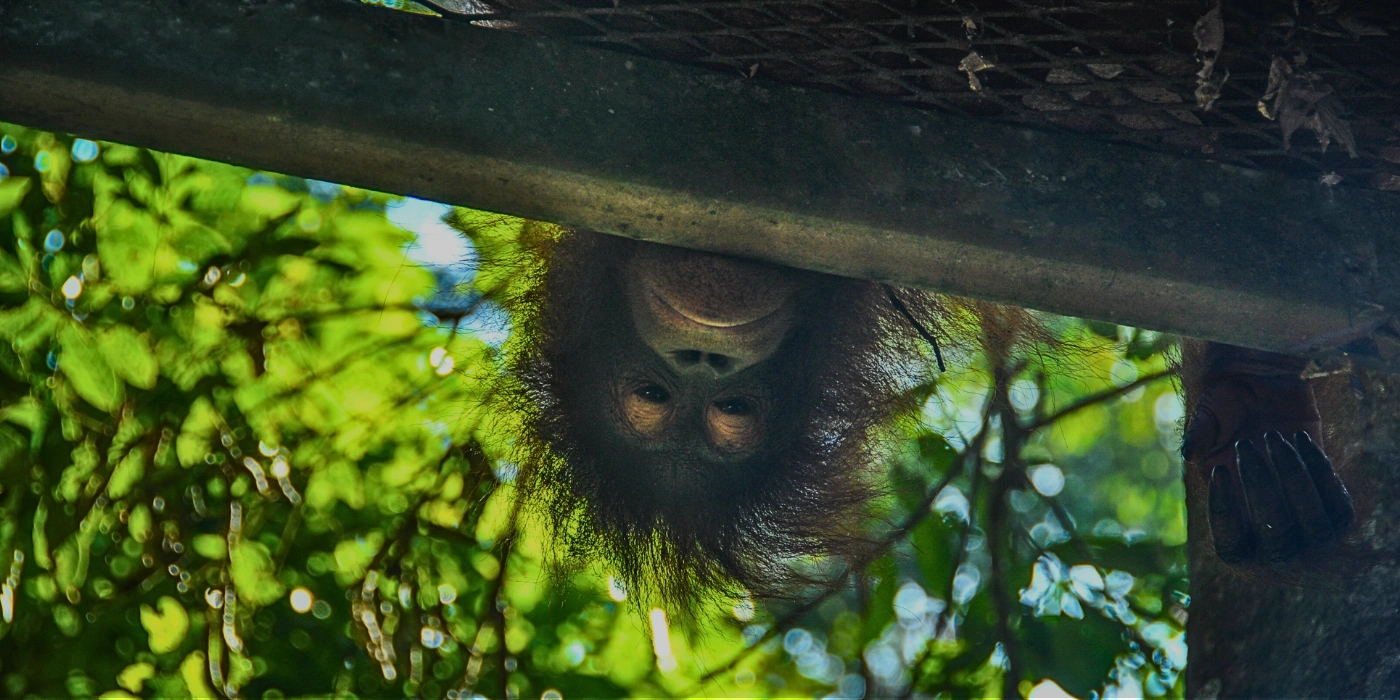 Orangutan seen up close in Sepilok Orangutan Rehabilitation Centre during a day tour- full-day sepilok itinerary
