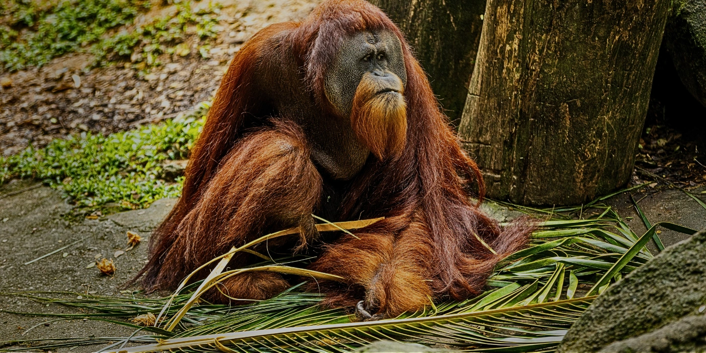A semi-wild orangutan sitting calmly in the natural forest surroundings of Sepilok Orangutan Rehabilitation Centre