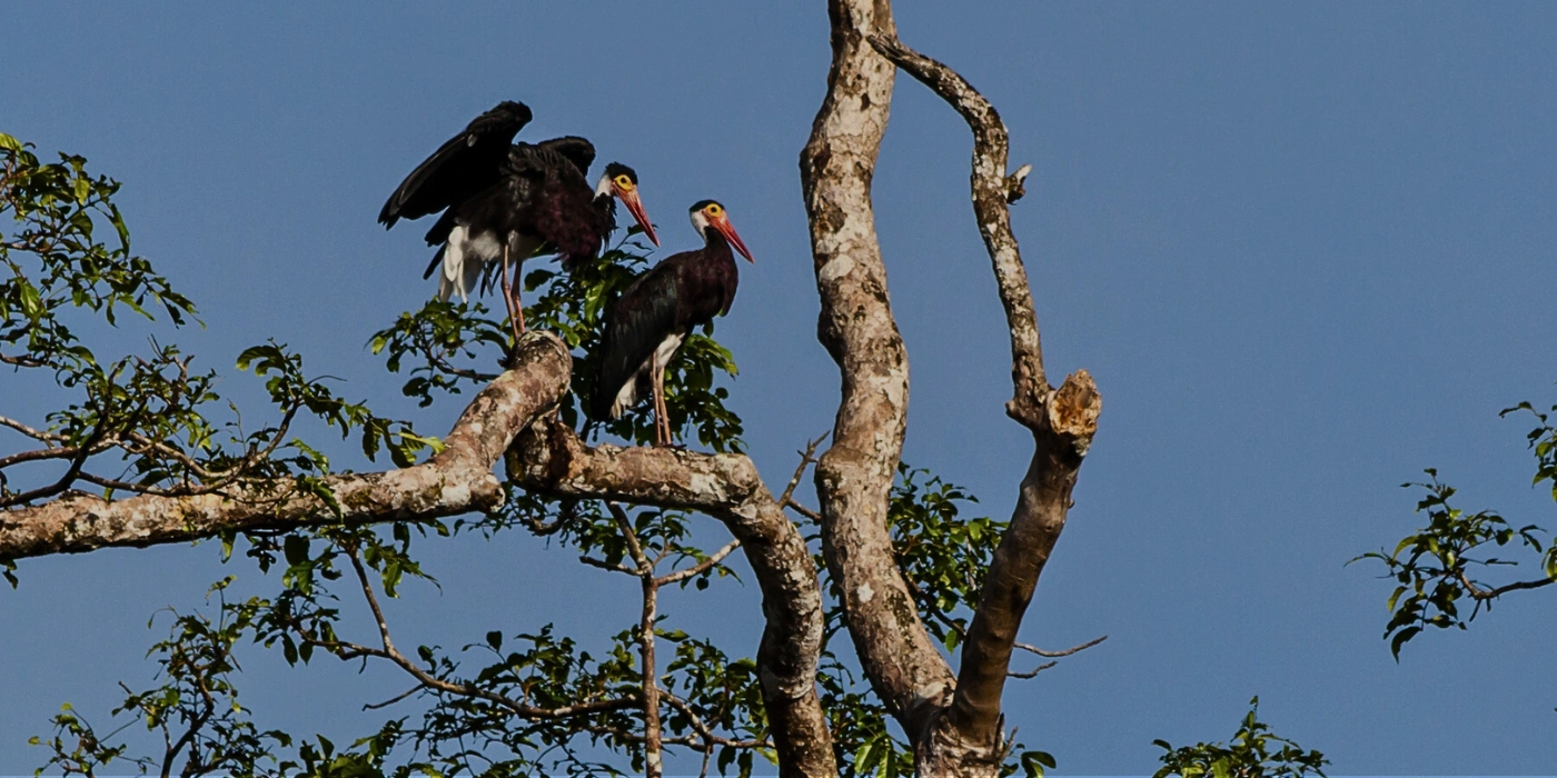 Storm’s storks perched on trees above the riverbank in the Kinabatangan wetlands.