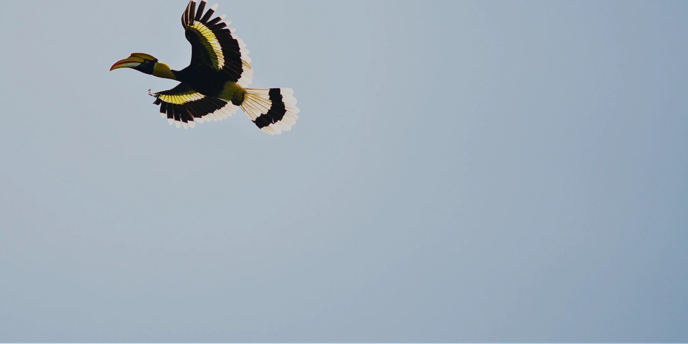 A hornbill soaring above the steaming mud volcano in Tabin Wildlife Reserve, Sabah
