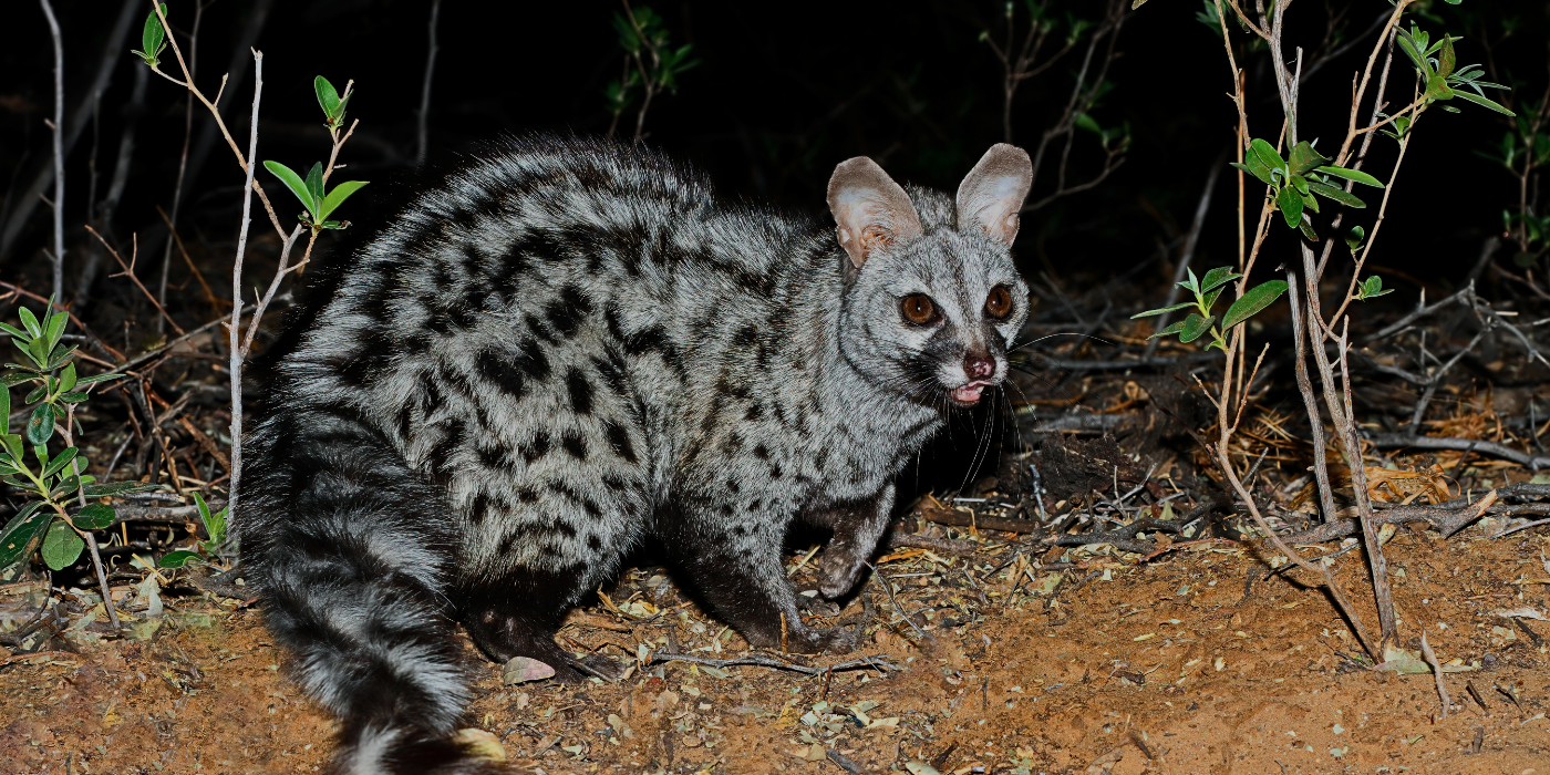 a civet spotted on the forest floor during a night drive in tabin