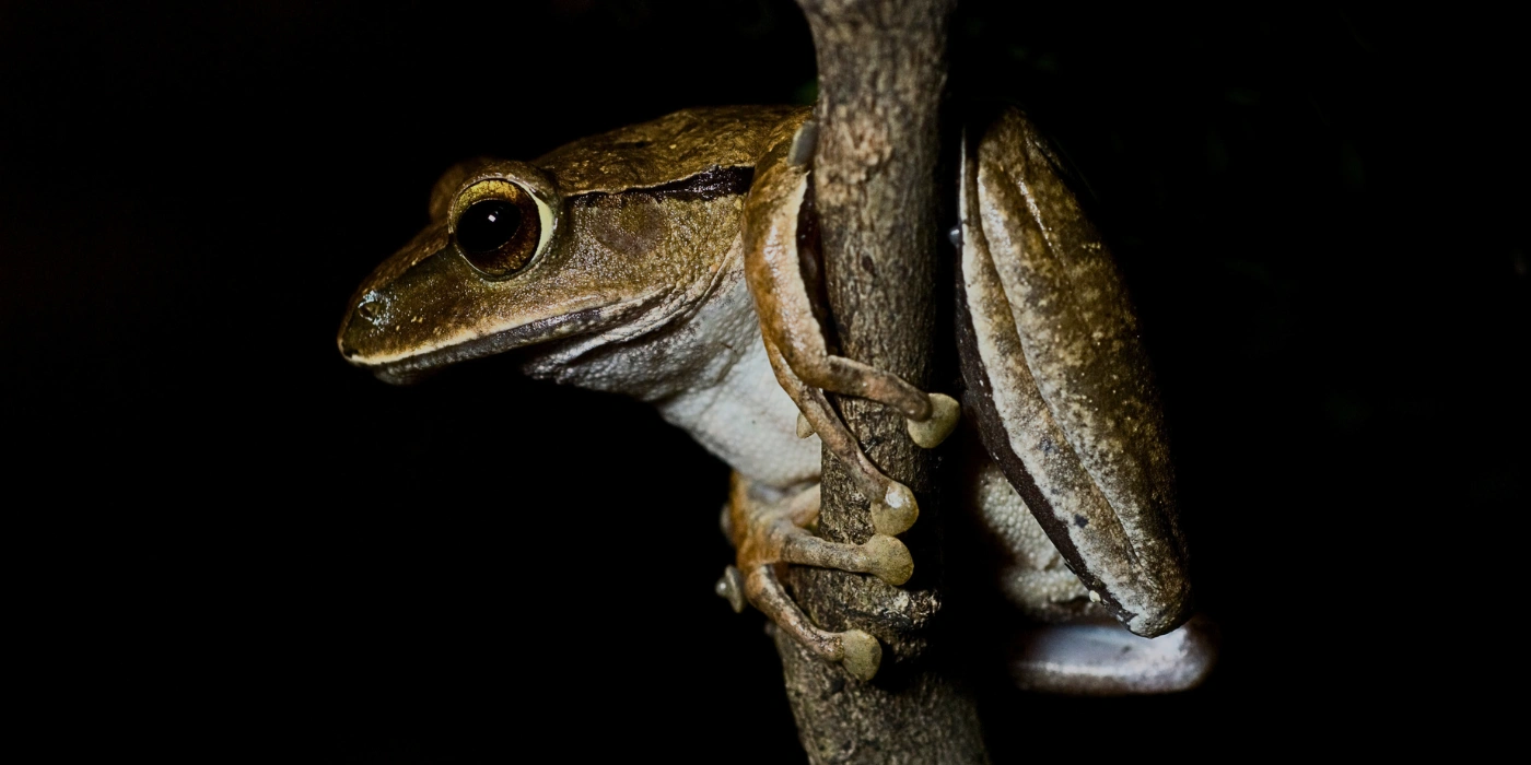 a night time safari in tabin discovered a frog clinging on a tree branch- 3D2N Tabin Frog Tour