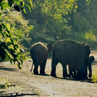herd of elephants walking on the forest floor of danum - 3d2n danum valley tour