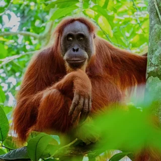 Majestic orangutan in danum forest canopy - 3d2n danum valley jungle tour