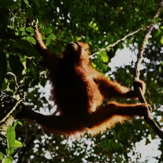 Orangutan swinging on the tree branches in danum- 4d3n danum valley family tour