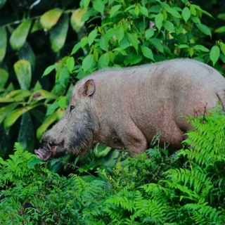 Bearded pig spotted in danum- 5d4n danum valley family tour