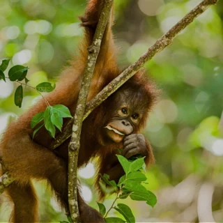 orangutan clinging on a tree in tabin- 2d1n tabin wildlife safari