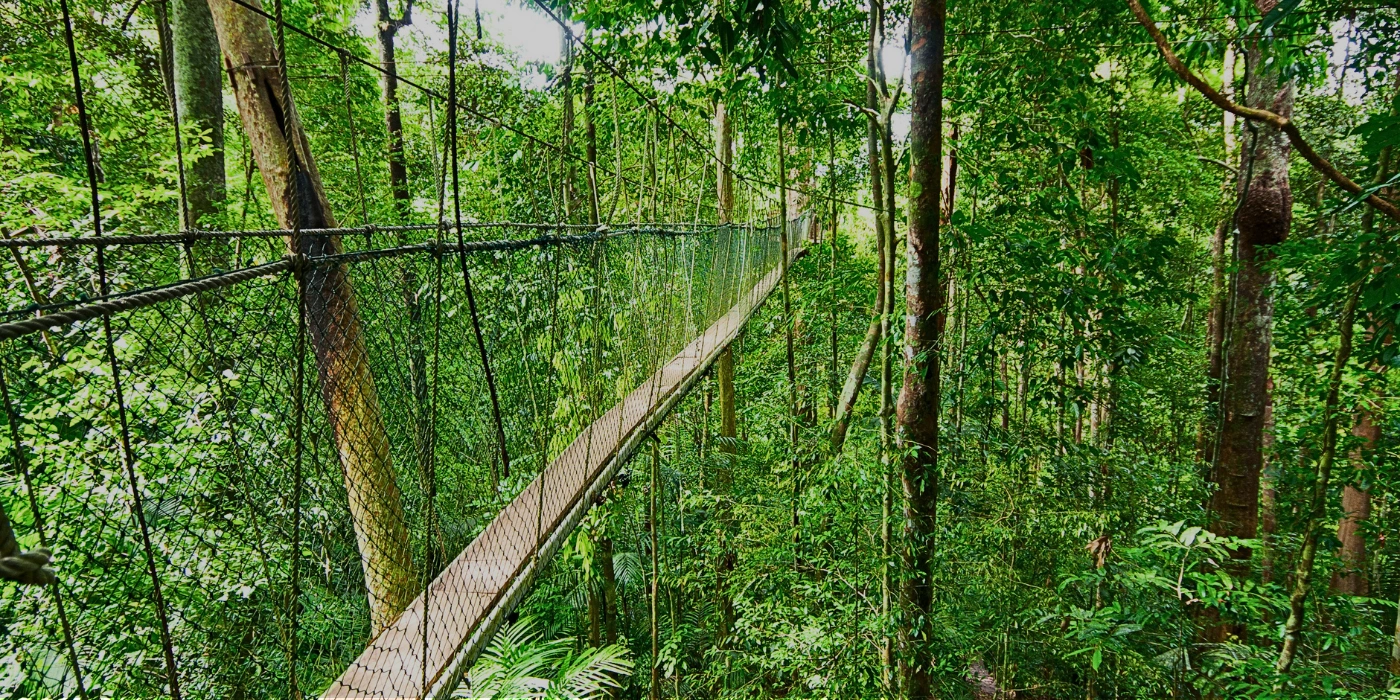 danum valley canopy walk