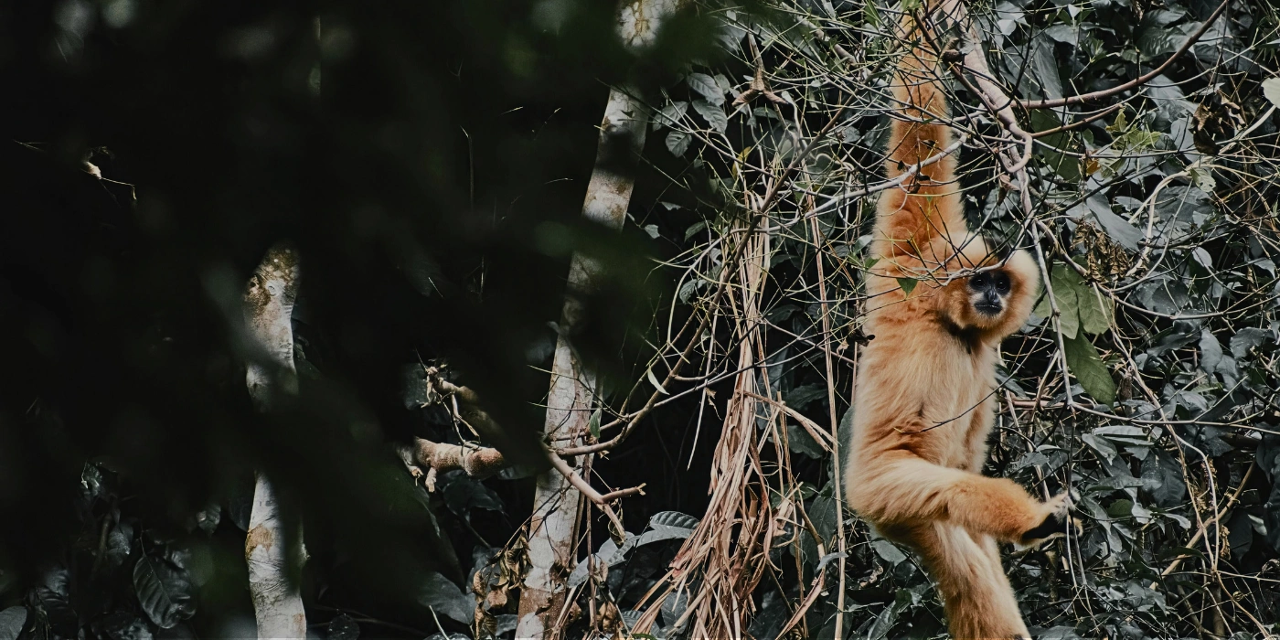 A wild Bornean gibbon swinging through the canopy near the suspended walkway at Danum Valley