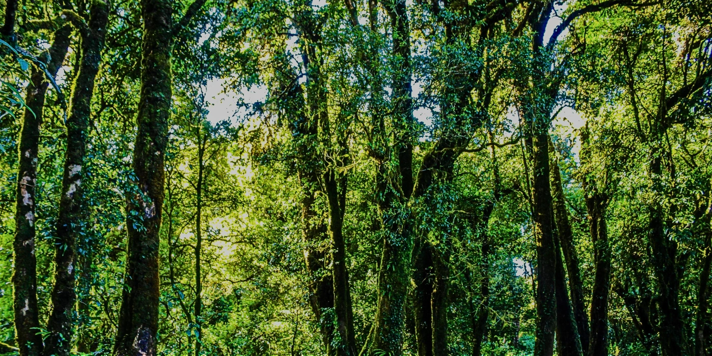 Sunlight filtering through the tropical rainforest canopy at Danum Valley