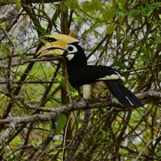 Hornbill perched on tree branch of danum - 4D3N Danum Valley Jungle Escape