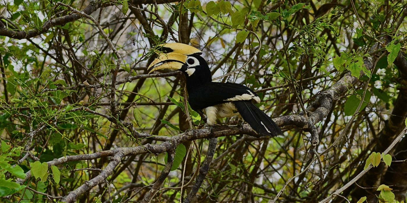 Hornbill perched on a rainforest branch during a humid morning in Danum Valley,