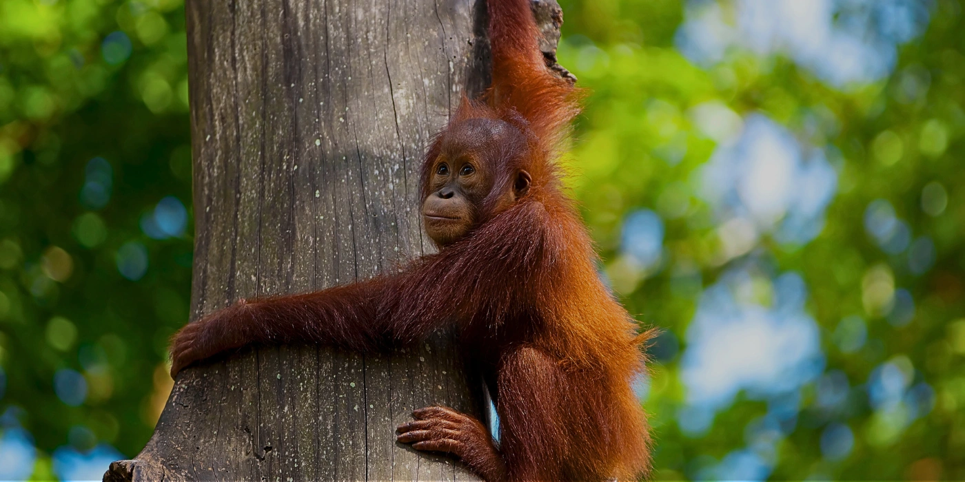 Orangutan clinging to a tree in Danum Valley rainforest during dry season