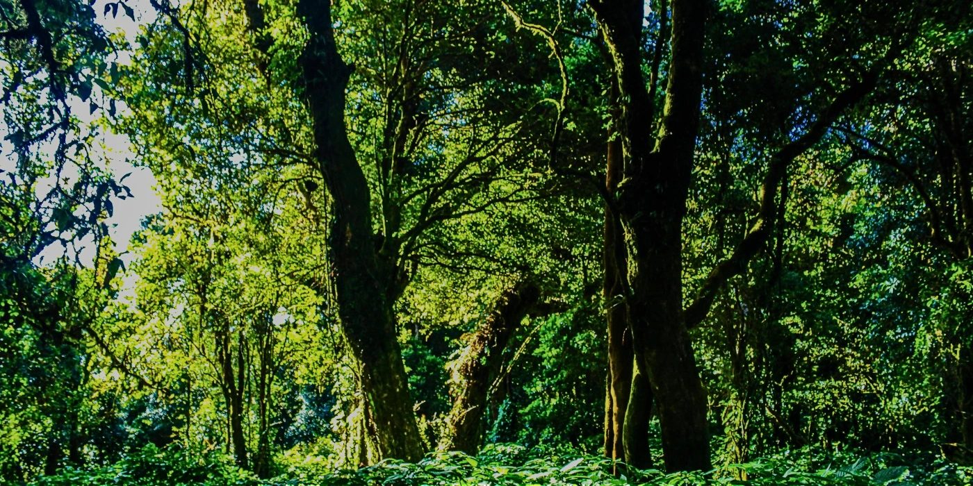 Sunlight streaming through the trees in Danum Valley rainforest during dry season