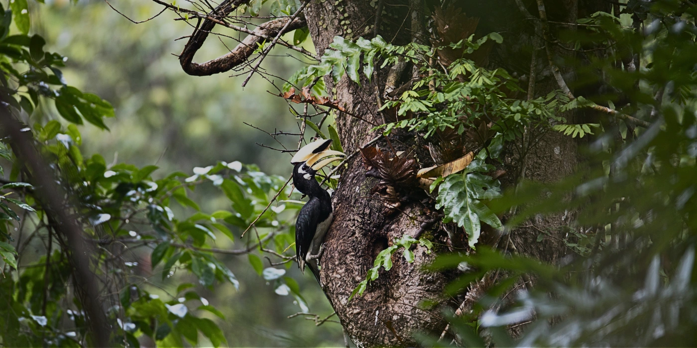 A hornbill perched on a tree branch deep in the rainforest of Danum Valley
