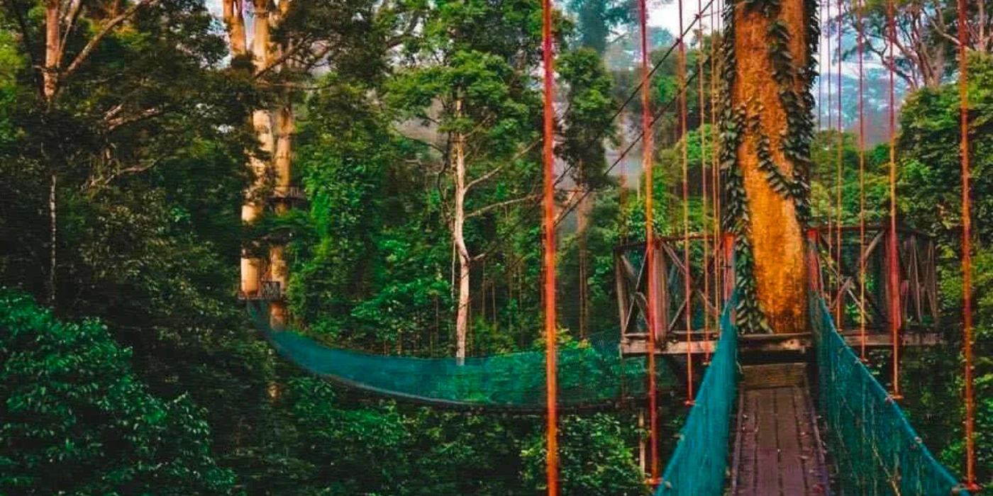 A section of the Danum Valley canopy walkway with a circular platform built around a large rainforest tree