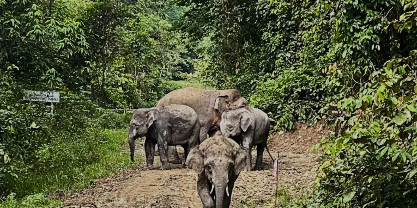 Borneo pygmy elephant walking through the forest at Tabin Wildlife Reserve in Sabah, Malaysia