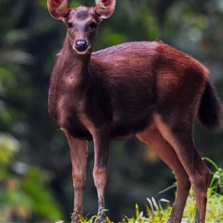 barking deer spotted in tabin- 3d2n tabin wildlife safari