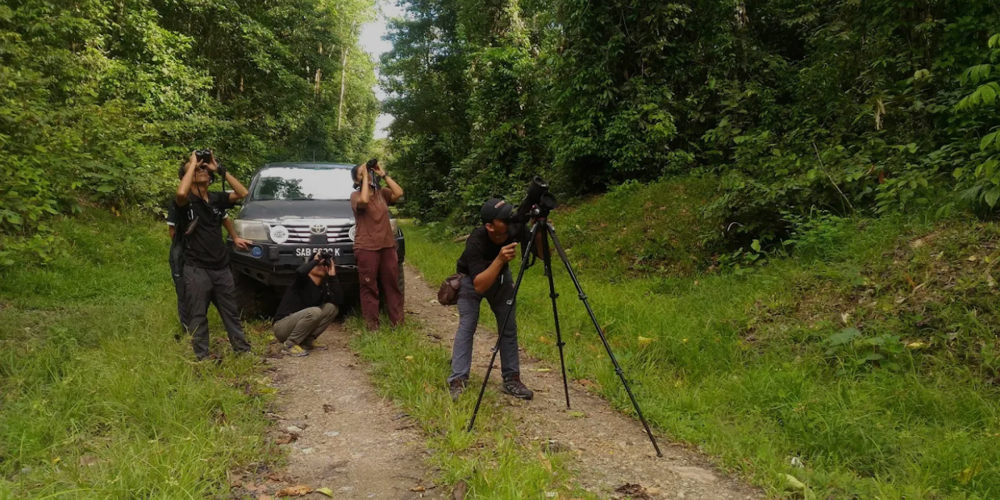 Visitor observing wildlife through binoculars in Tabin Wildlife Reserve, surrounded by dense rainforest
