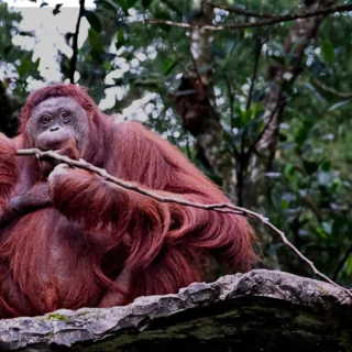 Huge orangutan resting on a tree spotted during a 5D4N Danum Valley Forest Tour