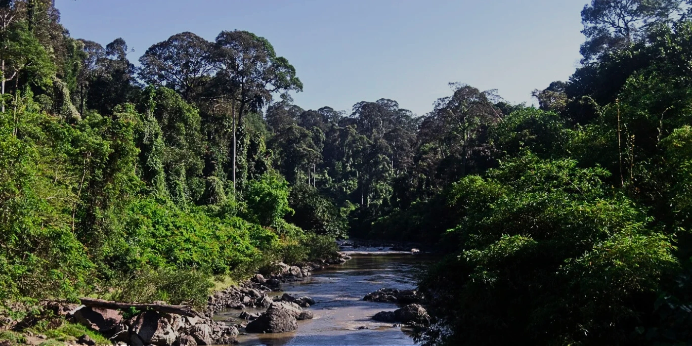 Serene river winding through the lush rainforest of Danum Valley in Borneo