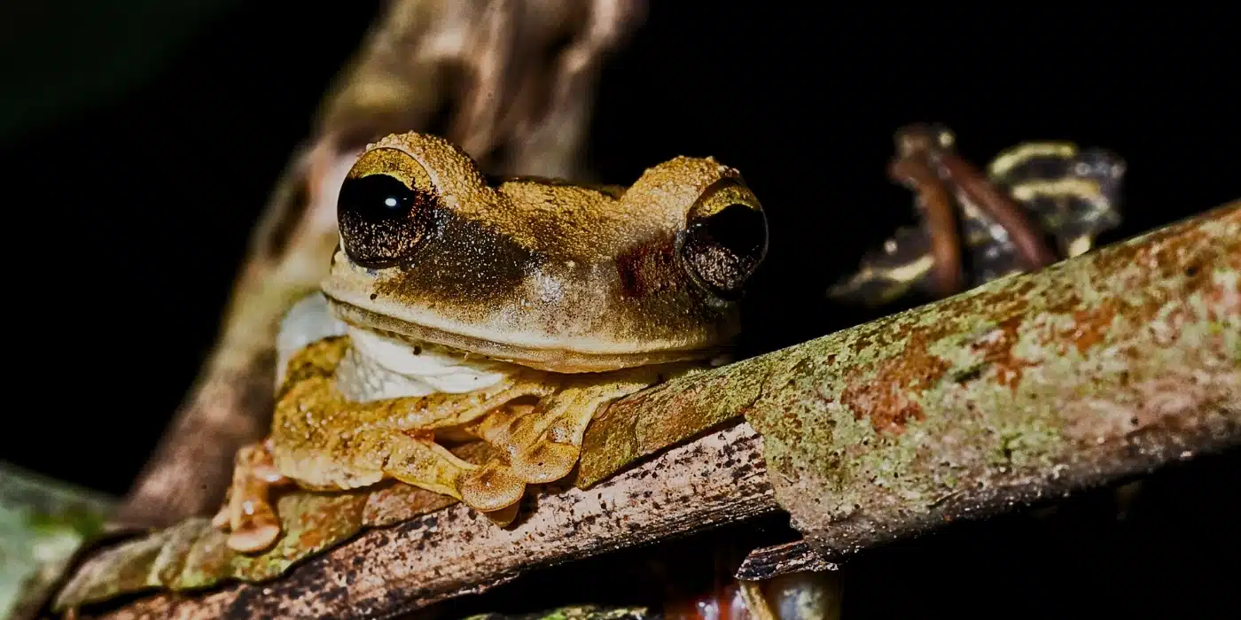 Small frog resting on a tree branch during a night safari for 3D2N Danum Valley itinerary