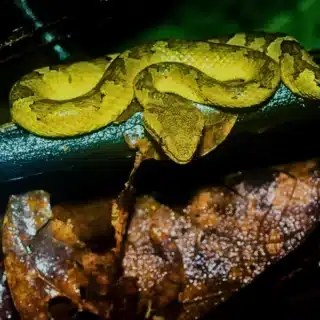 A snake spotted during a night walk during a 2D1N Bako National Park Tour