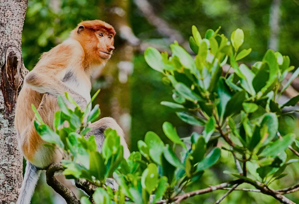 A proboscis monkey perched on a tree branch in Bako National Park, surrounded by lush green forest.